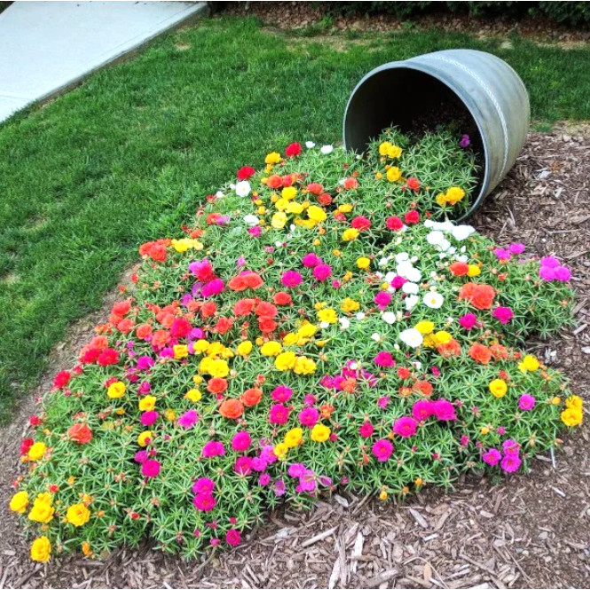 Rara PROMOÇÃO SEMENTES DE FLOR SEMI-SUCULENTA - PORTULACA DOBRADA SORTIDA - ONZE HORAS Premium + MANUA