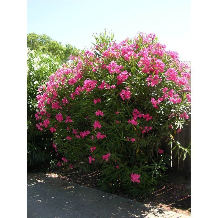 1000 Sementes de Espirradeira Nerium Oleander Mix Flores Coloridas Variadas Para Plantio Jardim Mudas