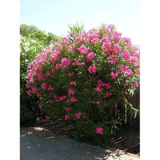 1000 Sementes de Espirradeira Nerium Oleander Mix Flores Coloridas Variadas Para Plantio Jardim Mudas