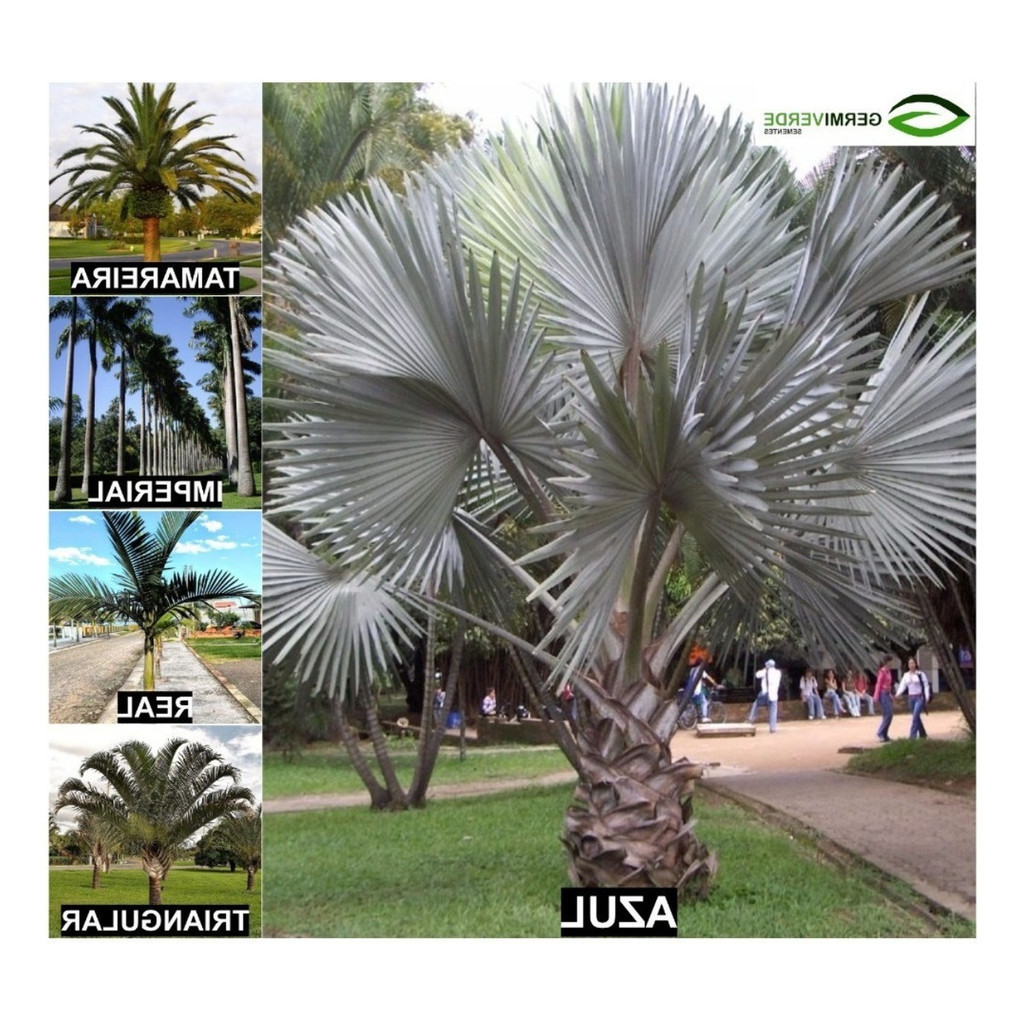 Liolin Garden 100 Sementes De Palmeira Azul, Tamareira E Mais  Espécies