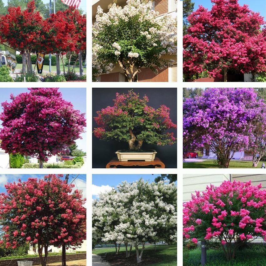 A-II 1000 Sementes de Resedá Anã Mix Cores Sortidas para Plantio de Mudas