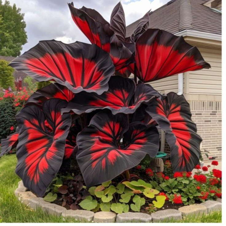 Sementes Caladium Doce Carmínico – 100 sementes com manual de cultivo II T1 | Cultivo por sementes