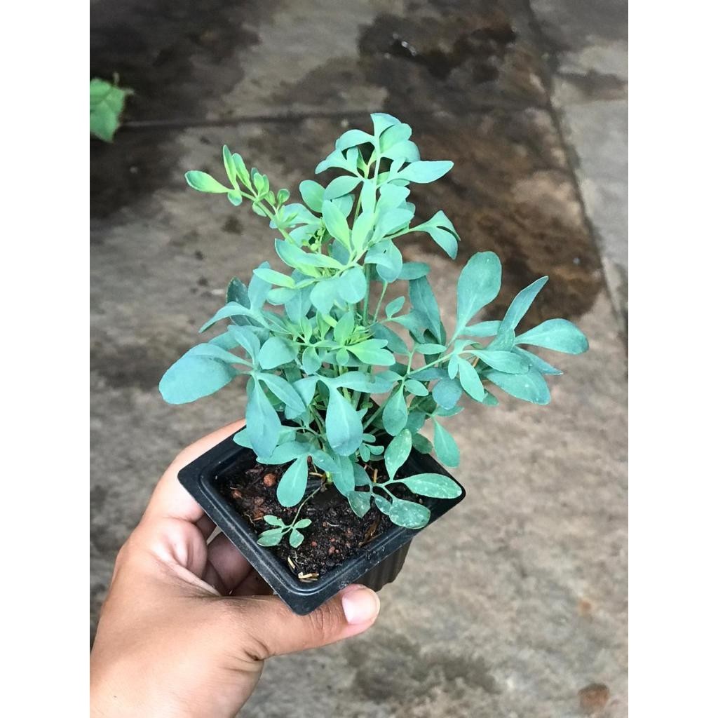 A-II 400 sementes 600 sementes 200 sementes de Arruda Topseed Garden