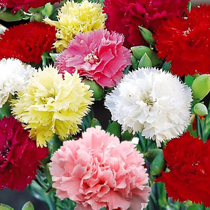 Envio rápido Sementes de Cravo Chabaud Rosa|Vermelho|Branco|Amarelo|Sortidos - Flores para Jardim e Vasos Fácil cultivo