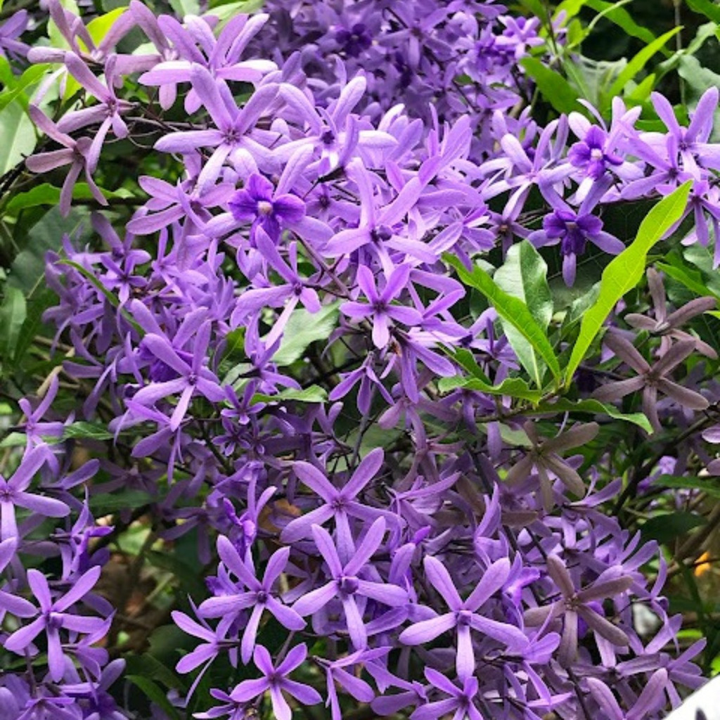 viva a natureza Rara 100 Sementes Flor De São Miguel Azul Com Manual De Cultivo em Oferta na Shopee