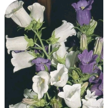 germinação rápida 100 Sementes Da Linda Flor Campânula Dobrada Sortida