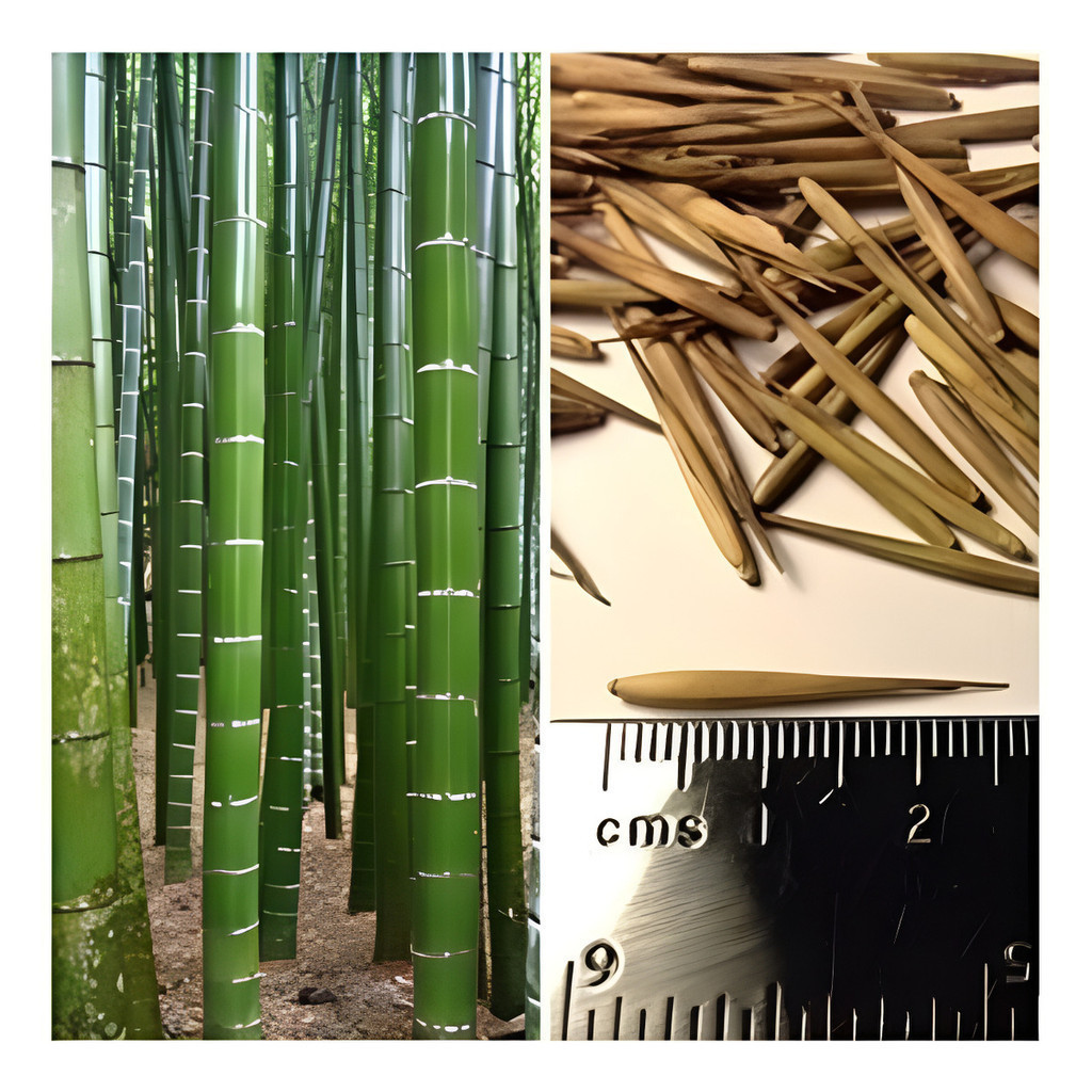 1000 Sementes Bambu Gigante Mosso Moso Phyllostachys Pubesce