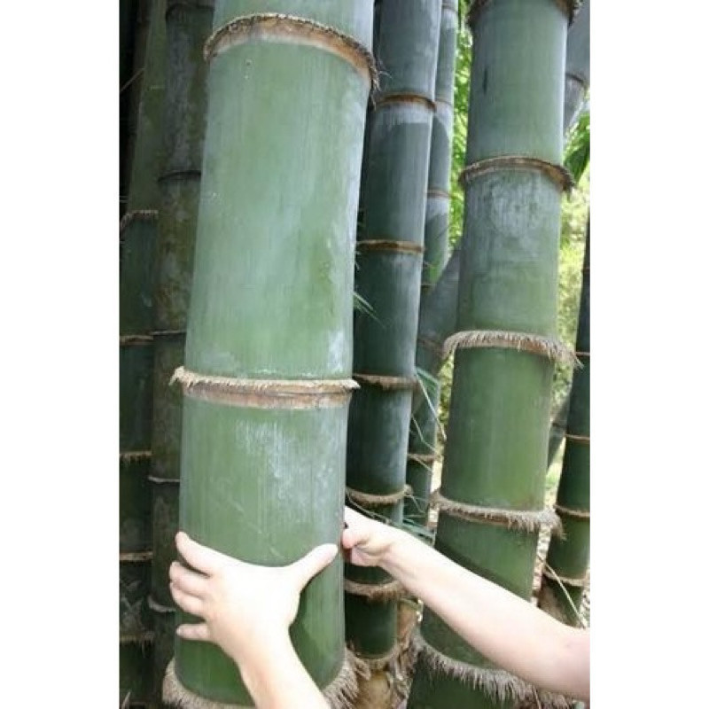 400 Sementes de Bambu Gigante Tailandês | Bambu da Tailândia para Plantio | Jardim, Paisagismo e Cerca Viva