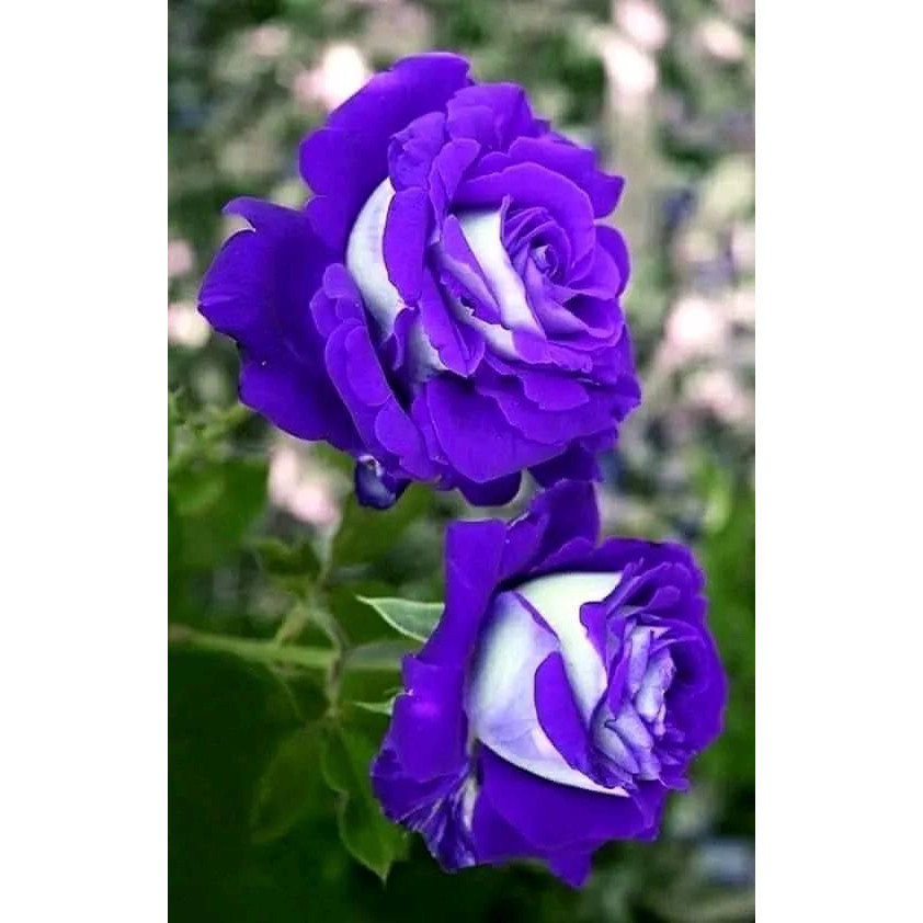 100 sements rosas osiria roxa com manual de cultivo III
