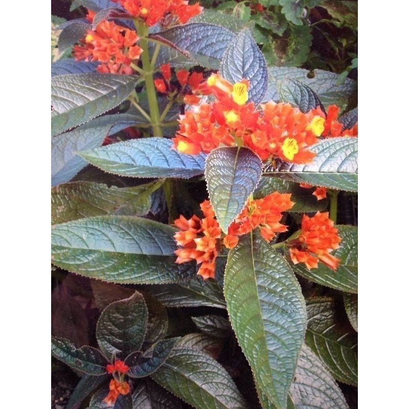 100 sementes begonia negra Begonia rex com manual de cultivo pronta entrega envio em 24h SS