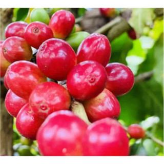 200 Sementes De Café Arábica Bourbon Vermelho germinação rápida germinação rápida em Oferta na Shopee