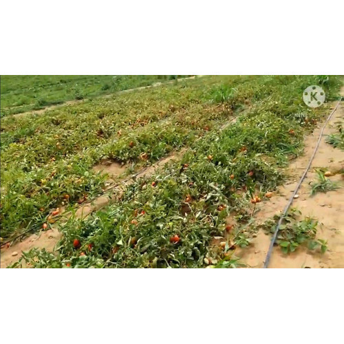 1.500 Sementes de Tomate Rasteiro Vaduz Crescimento Indeterminado Alta Germinação Para Horta Jardim