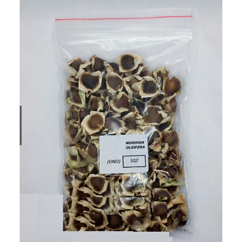 Para iniciantes Sementes premium 50 sementes de moringa oleifera naturais para plantio