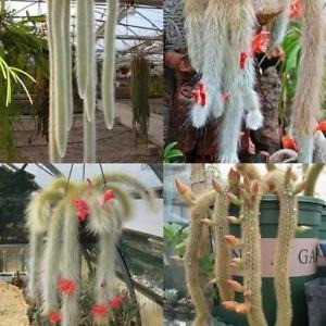 promocão Sementes Cactos Rabo De Macaco Pendente