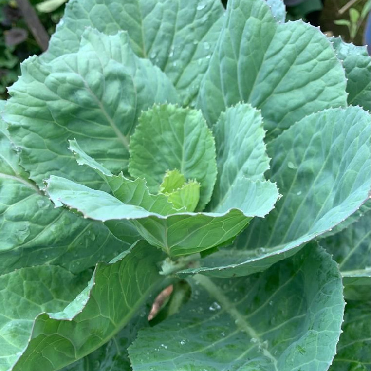 Sementes Couve Manteiga em Oferta na Shopee