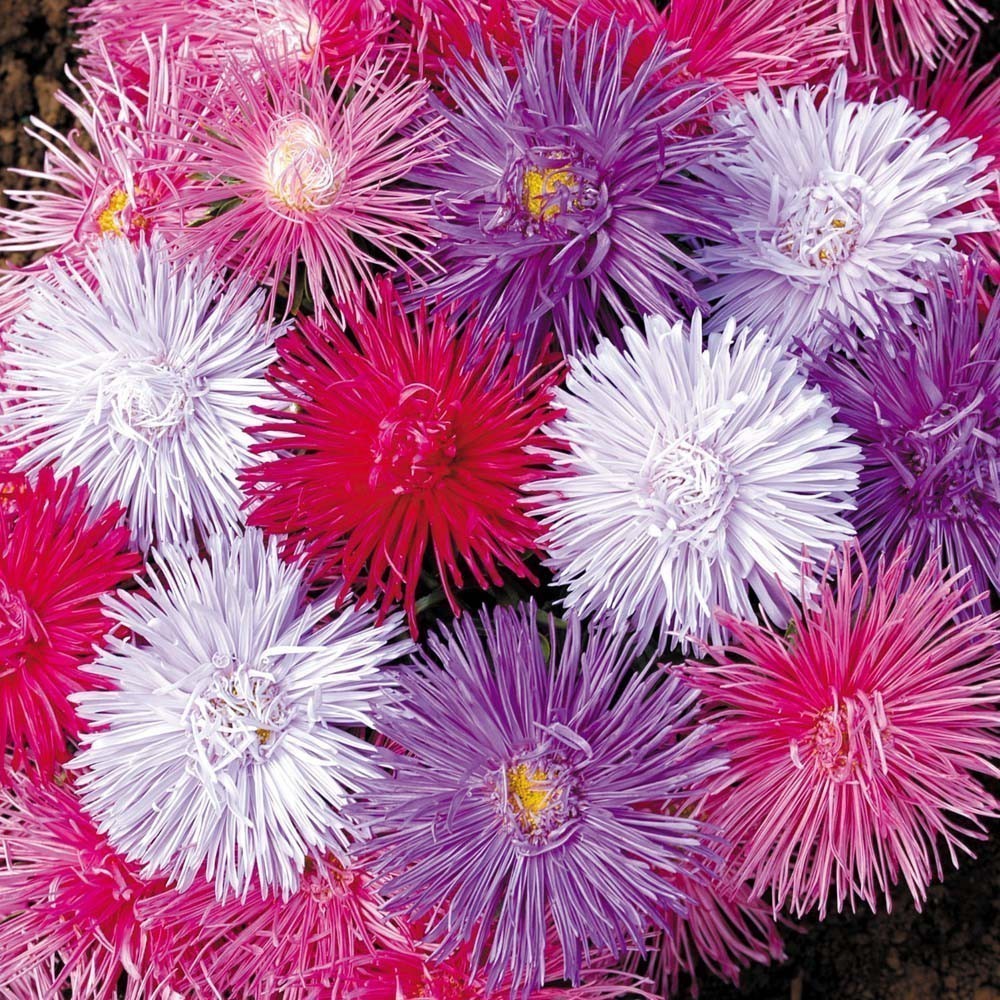 Liolin Garden Kit 100 Sementes da Flor Anêmona de Jardim Aster Bouquet Sortida para plantio de sementes