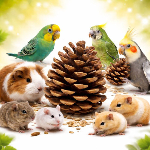 Kit12 Pinhas Naturais Pinus Brinquedo Pets Roedores Enfeites marrom Animais