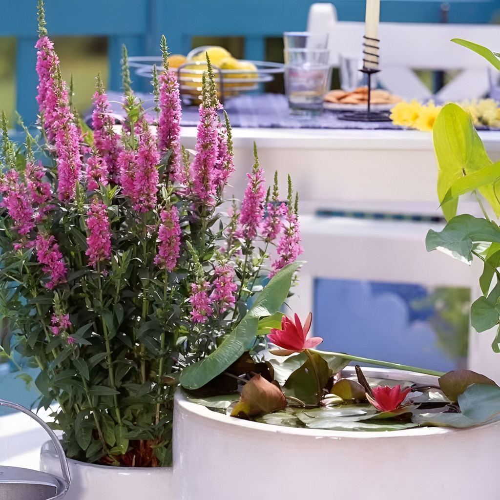 flores ornamentais 100 Sementes De Mil Celandones Lythrum Anão - Planta Para Jardim planta para vaso