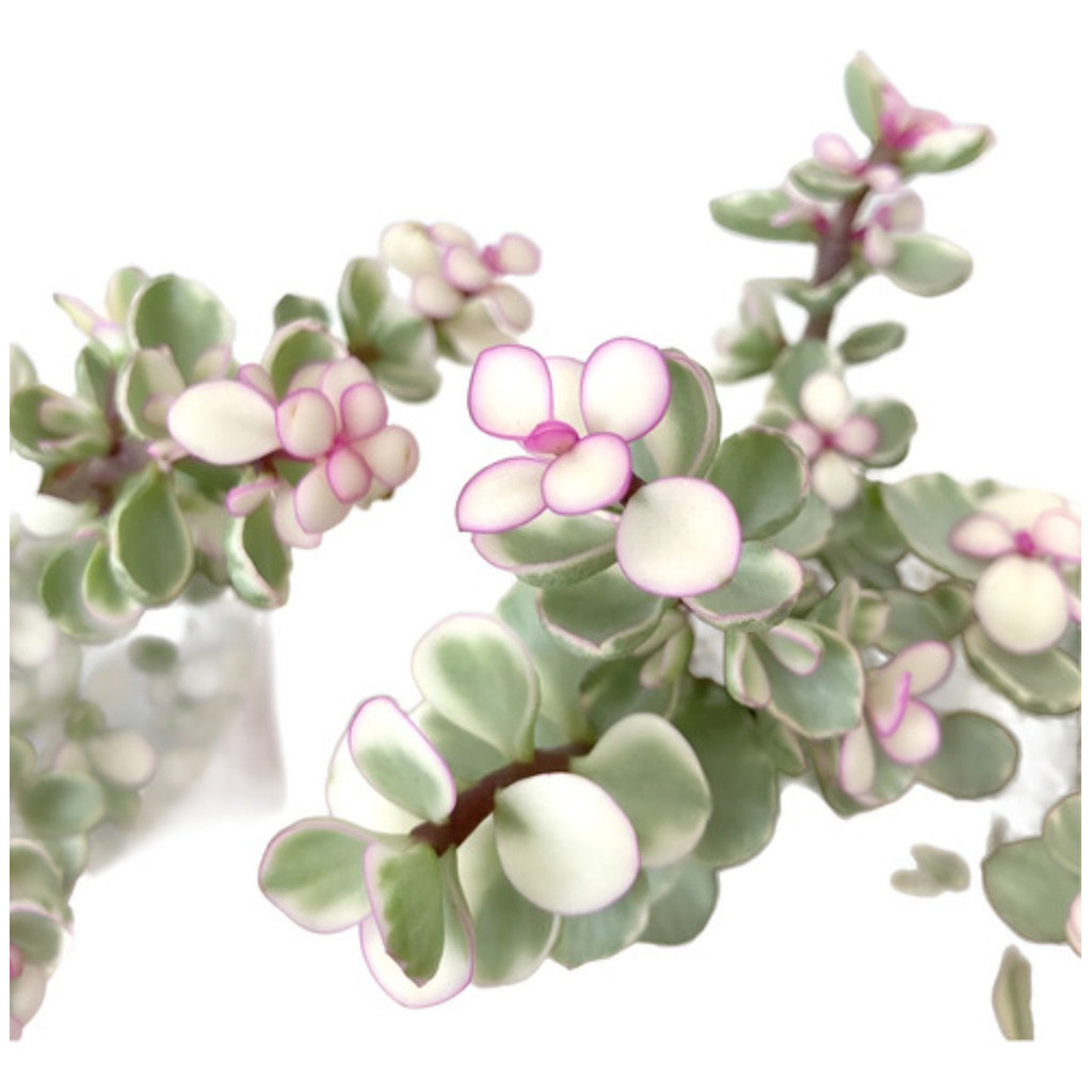 sementes puras 100 Sementes Muda Planta Suculenta Portulacaria Afra Varig