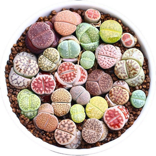 30 Sementes Lithops Pedra Viva Cacto Suculenta P/ Mudas sementes organicas