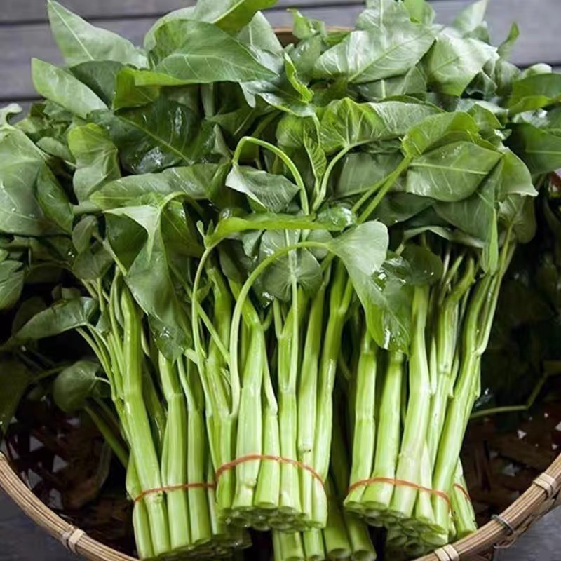 Cultivo prático Espinafre de Água Chinês Fresco 50 100 Sementes pcs Variedade de Folhas Grandes Kangkong Semente de Veg