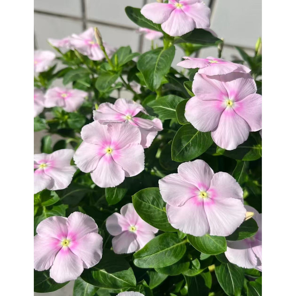 100 Sementes Vinca Mix Fácil Germinar