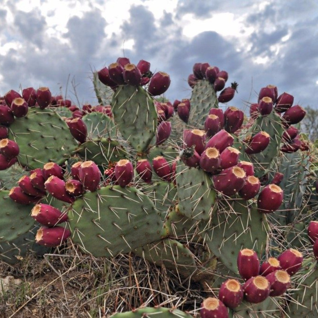 Liolin Garden Figo Da Índia Gigante Opuntia Ficus Indica Fru 1000 Sementes