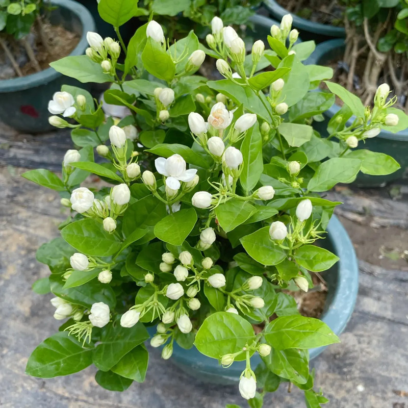 Envio rápido 50 100 Sementes de Jasmim Branco para Plantio de Flores Decoração de Jardim Sementes de Plantas Fragrantes