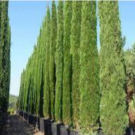 600 Sementes de Cipreste Italiano Originais P8 | Árvore Ornamental para Jardim, Paisagismo e Cerca Viva