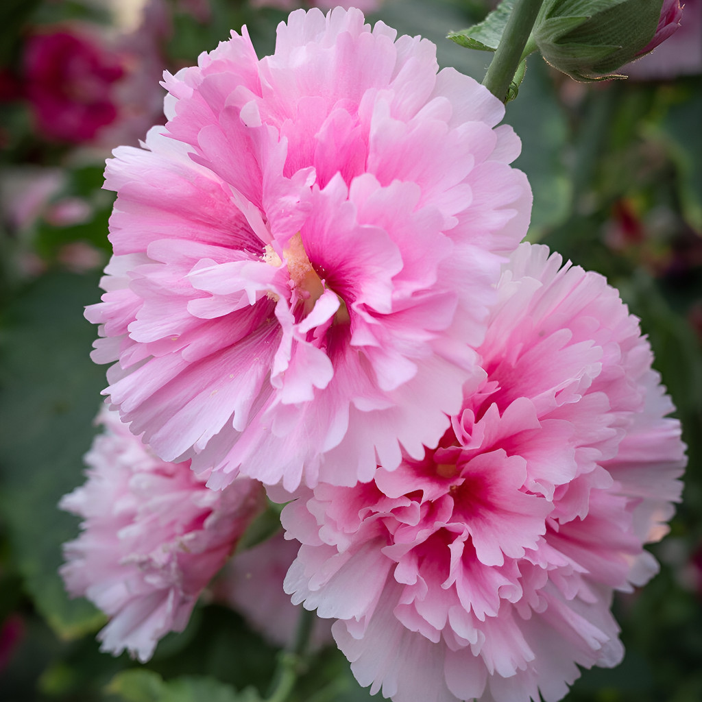 flores ornamentais 100 Sementes De Malva Rosa: Cultivo Fácil E Rápido planta para vaso