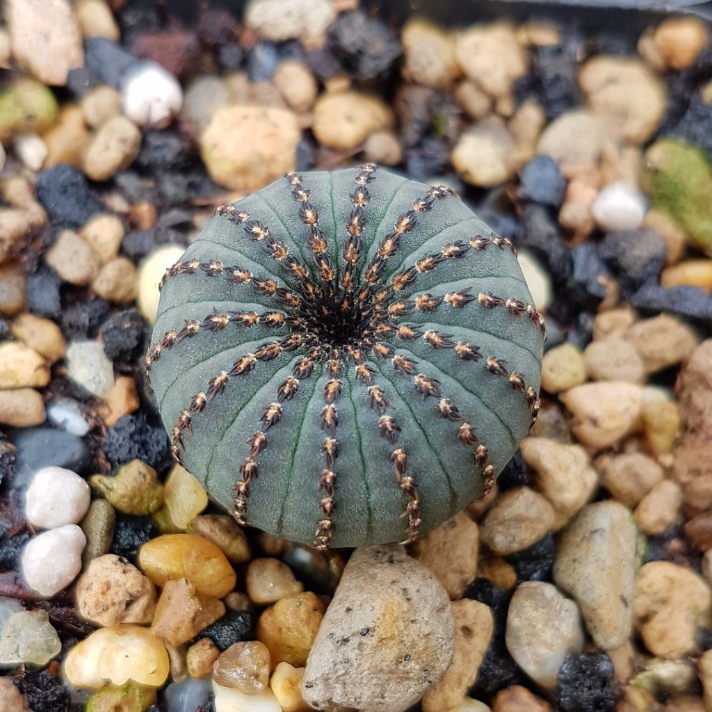 Frailea Castanea - Pacote com 10 sementes - Cactos Exótico e Raro sementes organicas