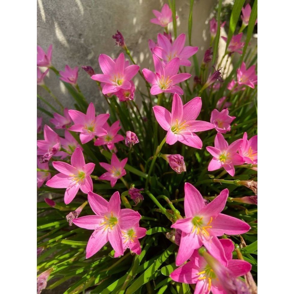 lirio do vento 100 sementes com manual de cultivo