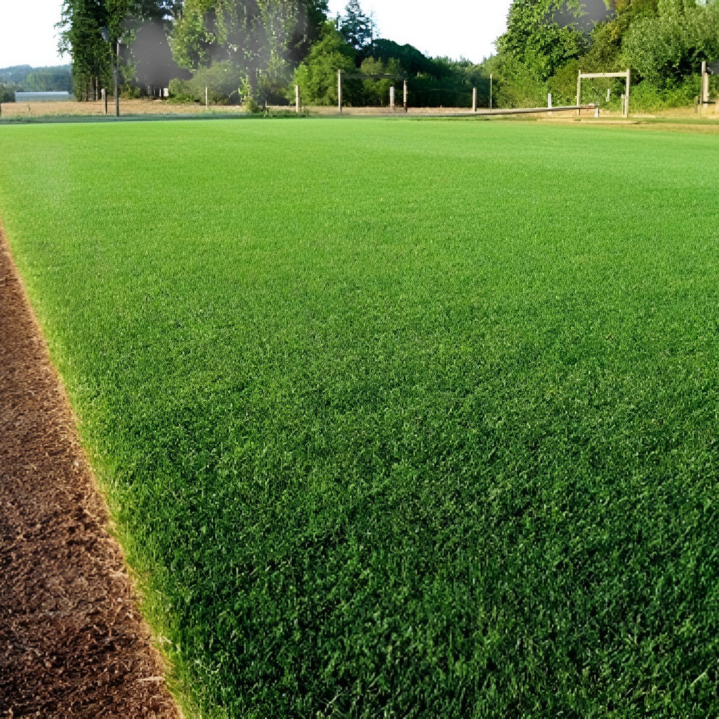Sementes de Grama Bermuda 1000 Unid p/ Campo de Futebol Jardim Gramado Rápida Germinação Cobre até 20m²