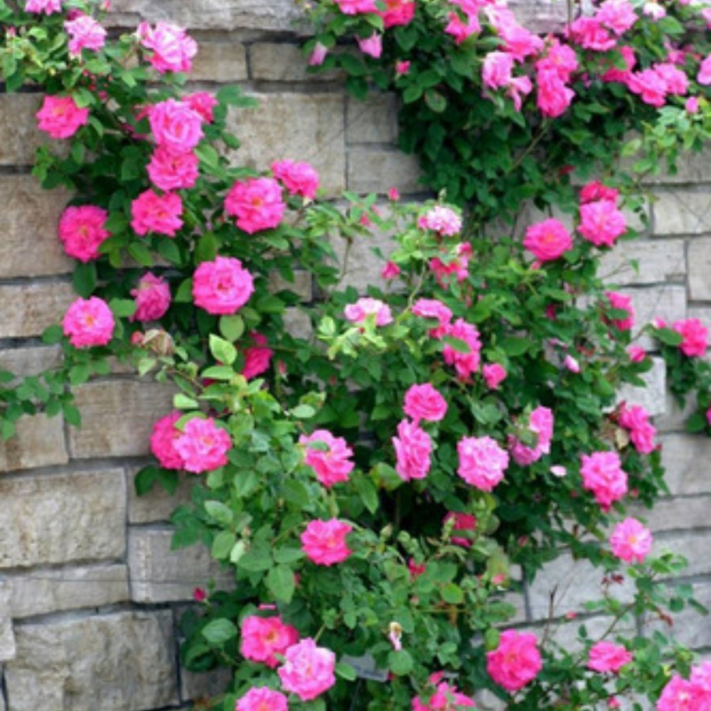 200 Sementes de Rosa Trepadeira Pink | Flor Ornamental para Jardim | Planta Trepadeira para Cerca/Pérgola | Fácil Cult