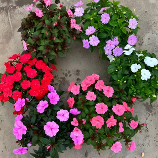 100 sementes Plantio de jardim Sementes De Impatiens 100 Unid Alta Germinação em Oferta na Shopee