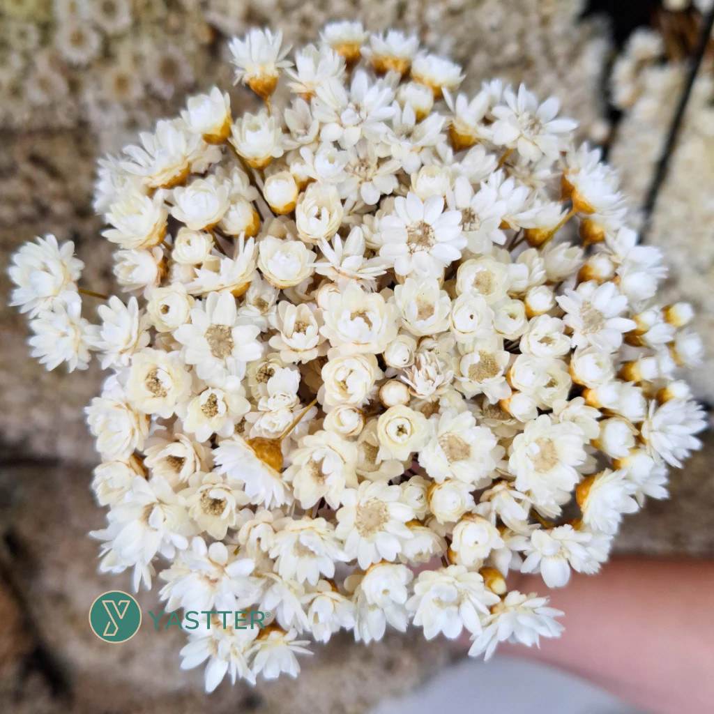 Flor Sempre Viva Premium Seca e Desidratadas  | 200 a 1.200 Flores Decoração e Buquê