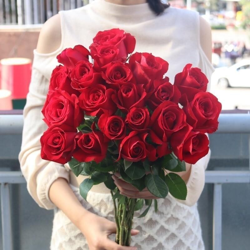 Cultivo prático Boa Qualidade Sementes de Rosa Vermelha 50 100 para Plantio (pcs/Saco) Sementes de Flores de Beleza Ros
