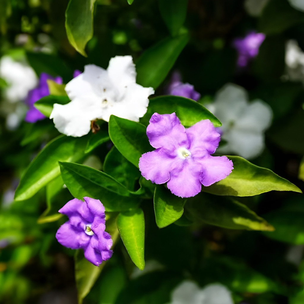 50 sementes Jasmim Com Patos Mandarim Arbusto Perfumado Para Seu Jardim