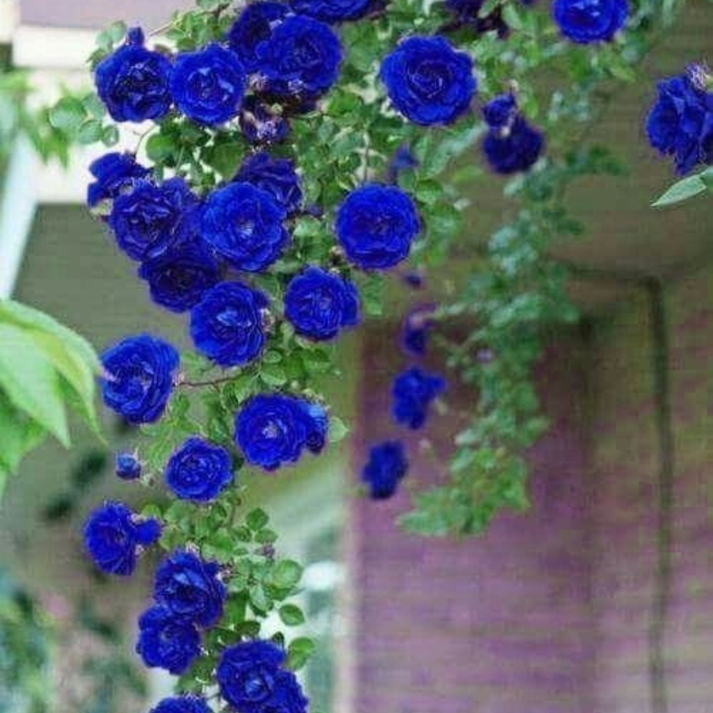 Liolin Garden 50 Sementes Rosas Trepadeiras Azul Raras em Oferta na Shopee