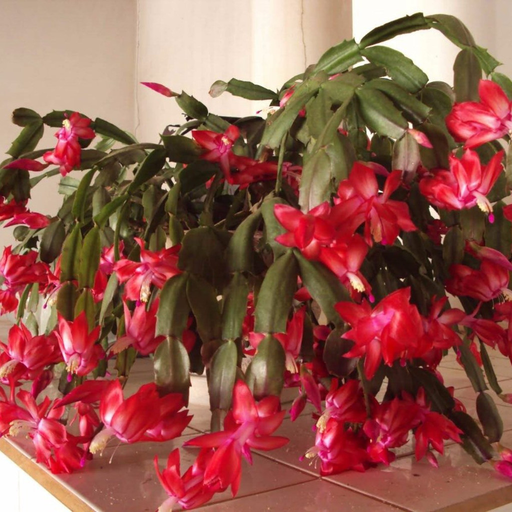 1000 Sementes De Cacto Flor De Maio -flor De Seda Mix P/ Mud