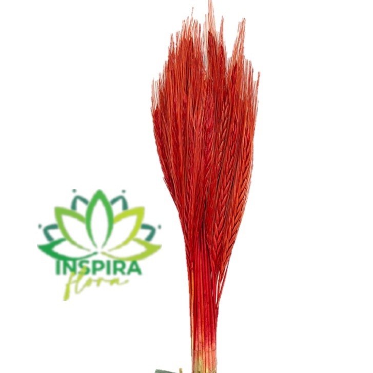 Buque Trigo Desidratado Colorido Para Arranjo Decorativo Vermelho