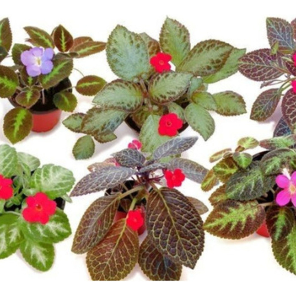 Rara 200 Sementes De Planta Tapete De Rainha - Cores Sortidas cultivo fácil