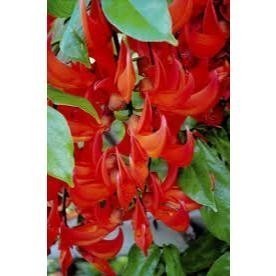 30 Sementes de Trepadeira Jade Vermelha