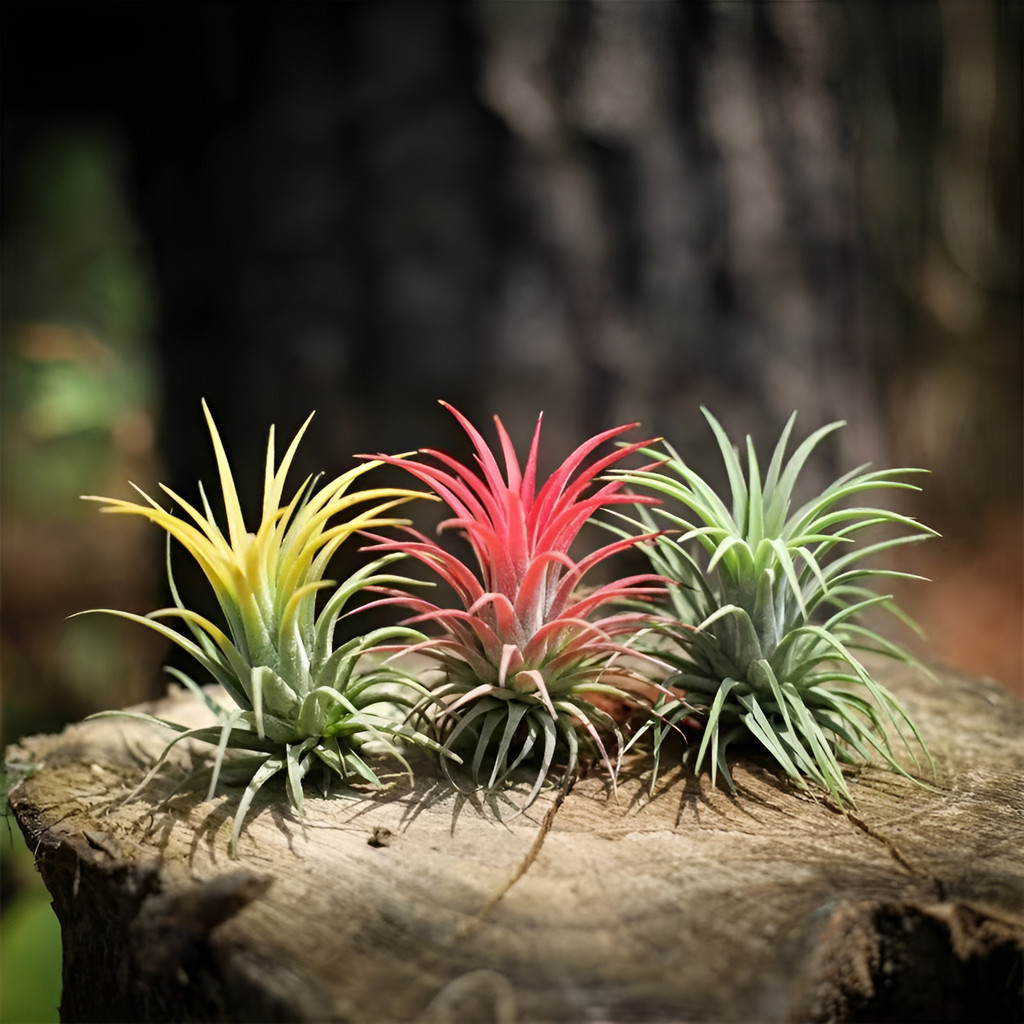 100 sementes Tillandsia - Planta Sem Terra, Perfeita Para Decoração