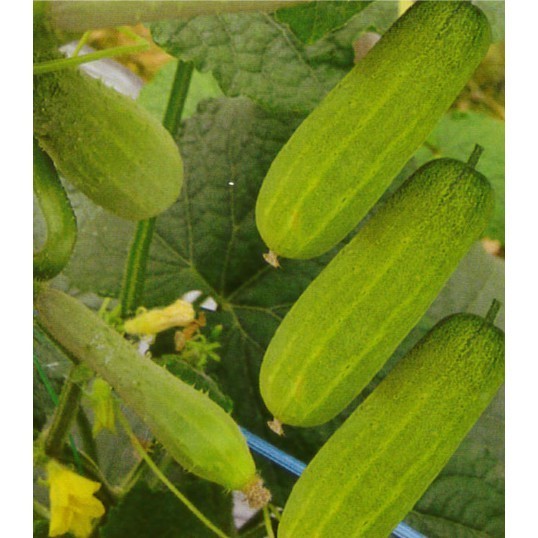 Envio rápido  pcs 50 100 Sementes de Pepino Mini King sementes de vegetais
