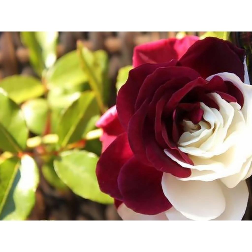 Liolin Garden 200 sements rosa osiria com manual de cultivo
