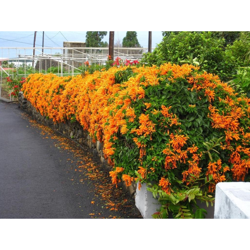 Toque natural  Sementes Cipó De São Jõao Pyrostegia Venusta Medicina P Sementes A-II em Oferta na Shopee