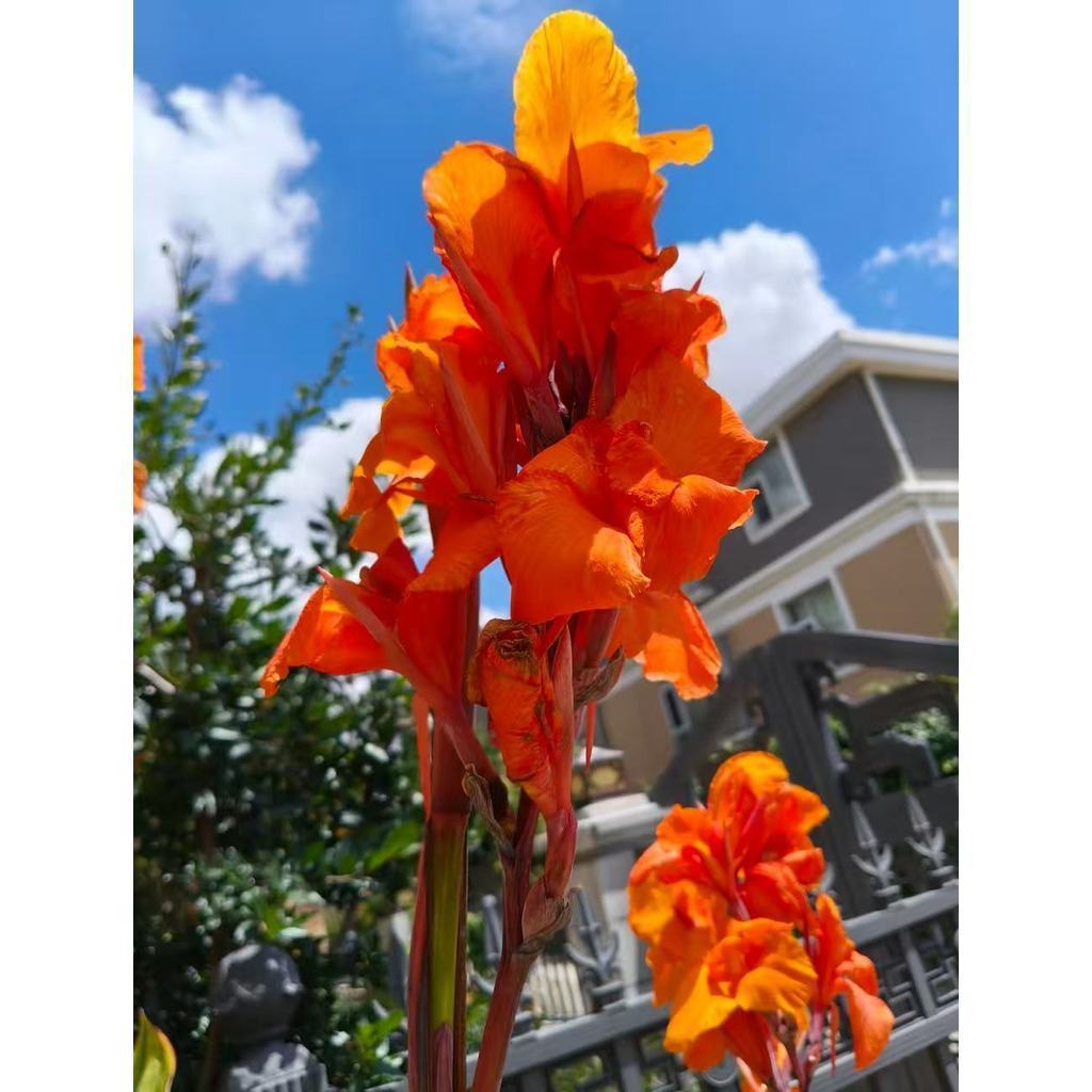 Alta qualidade 30 Sementes Flor Canna Lírio Jardim Tropical Envio rápido A-11