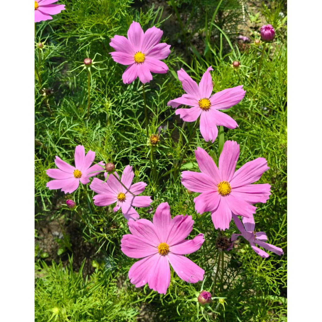 Rara 10 Sementes De Flor Cosmos Colorida