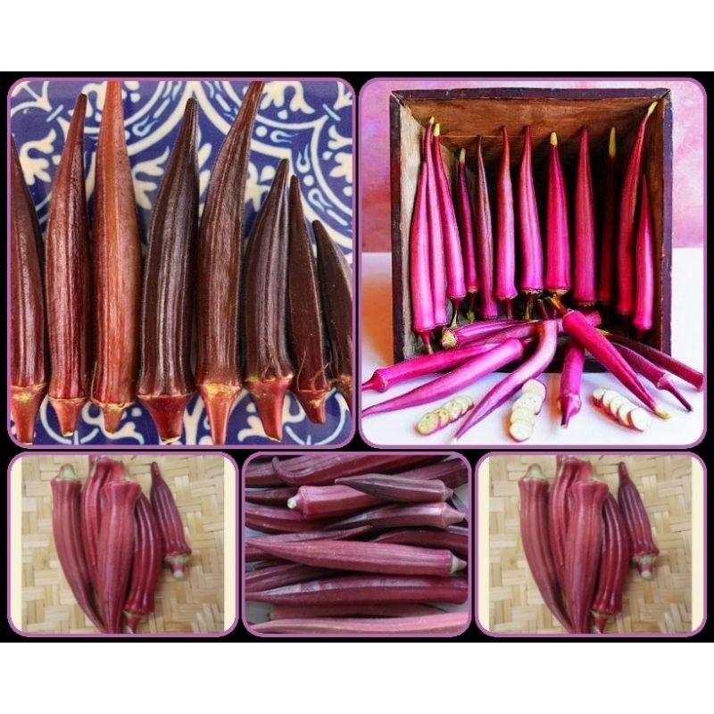 100 Sementes Quiabo Gigante Roxo.